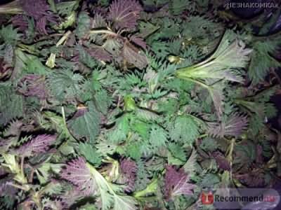 Лекарственные растения Крапивы листья фото