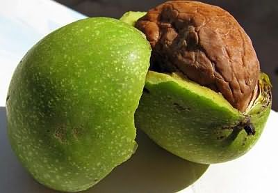 В состав зеленой шкурки грецкого ореха входит красящее вещество югнон, которое обладает отличными бактерицидными свойствами.