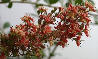 Лавсония – растение, из которого получают хну