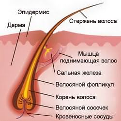 Анатомия волоса