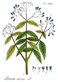 Лавсония неколючая культивируется в теплых странах как лекарственное, декоративное и красильное растение.