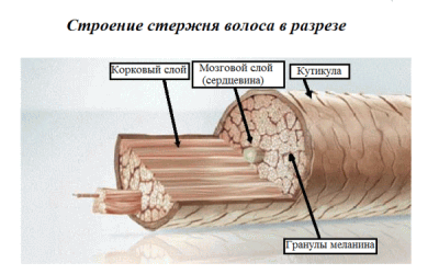 Фото структуры волосяного стержня